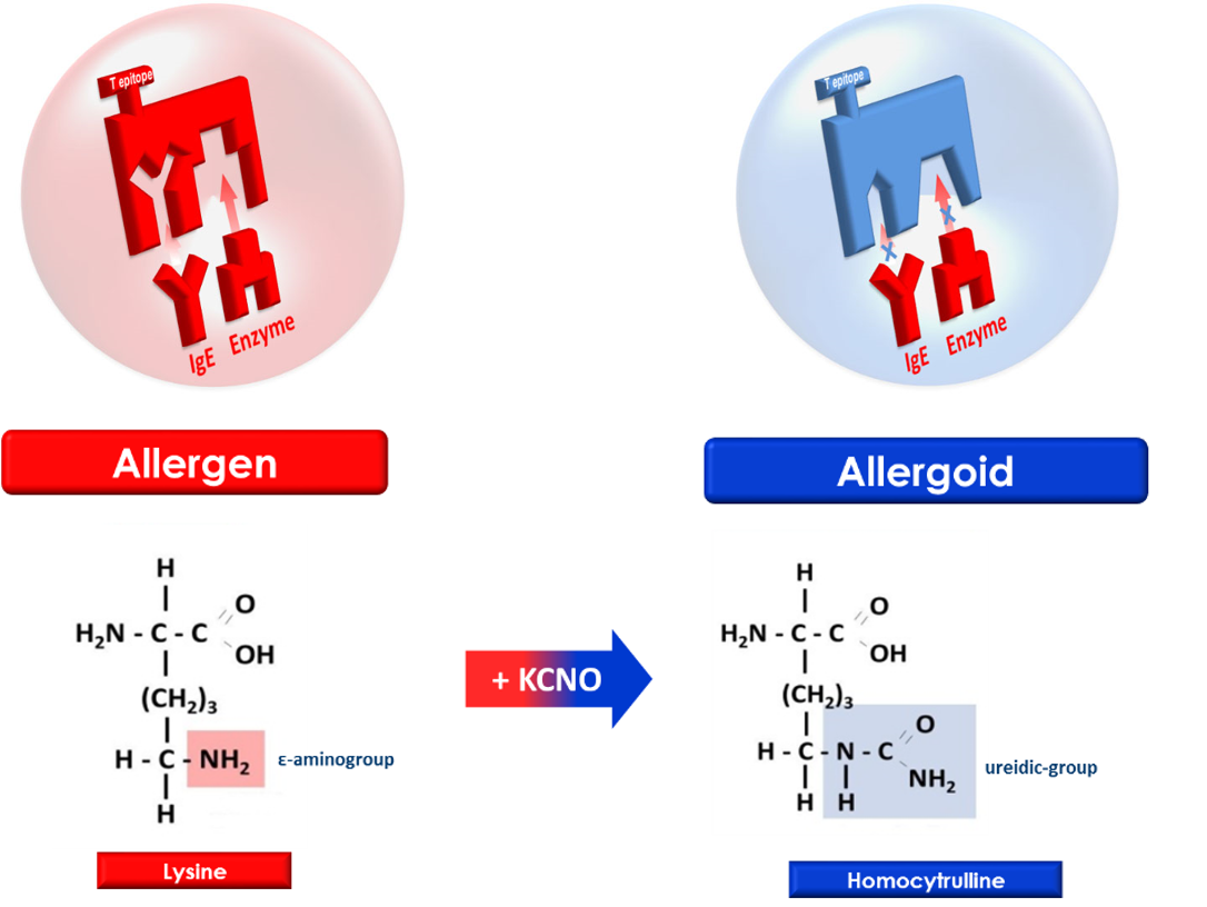 Dem kommentator kandidatgrad Allergy – Ferrer Pharma